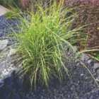 Thompson & Morgan Miscanthus (Grass) sinensis Strictus 14cm Potted Plant x 1