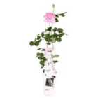 Thompson & Morgan Rosa Crazy in Love Pink 15cm Potted Plant x 1