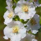 Thompson & Morgan Verbascum Phlomoides Snow Maiden 1 Litre Potted Plant x 1