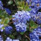 Thompson & Morgan Ceanothus Blue Sapphire Noble 3 Litre Potted Plant x 1
