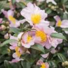 Thompson & Morgan Camellia sas. Pink 3 Litre Potted Plant x 1