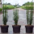 Thompson & Morgan Taxus baccata Litfass 5 Litre Potted Plant x 1