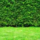 Thompson & Morgan Thuja plicata Whipcord 1 Litre Potted Plant x 1