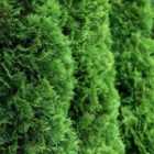 Thompson & Morgan Thuja occidentalis Brobecks Tower 1 Litre Potted Plant x 1