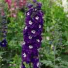 Thompson & Morgan Delphinium MF Dark Blue Dark Bee 1 Litre Potted Plant x 1