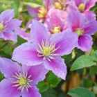 Thompson & Morgan Clematis Piilu 7cm Potted Plant x 3