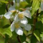 Thompson & Morgan Philadelphus Dame Blanche 9cm Potted Plant x 2