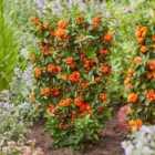 Thompson & Morgan Pyracantha Orange Star 9cm Potted Plant x 2