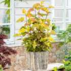 Thompson & Morgan Physocarpus opulifolius Magic Ball 9cm Potted Plant x 3