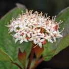 Thompson & Morgan Cornus Alba Kesselringii 9cm Potted Plant x 1