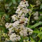 Thompson & Morgan Ligustrum vulgaris Liga 9cm Potted Plant x 1