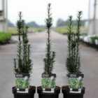 Thompson & Morgan Taxus baccata Black Tower 1 Litre Potted Plant x 1