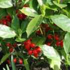 Thompson & Morgan Aucuba japonica Rozannie 9cm Potted Plant x 3