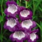 Thompson & Morgan Penstemon Pensham Czar 1 Litre Potted Plant x 2