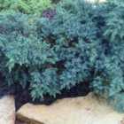 Thompson & Morgan Juniperus squamata Blue Star 1 Litre Potted Plant x 1