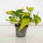 Thompson & Morgan Philodendron scandens Brasil 10cm Potted Plant x 1