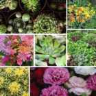 Thompson & Morgan Mixed Alpine Plant Collection (18 Plants)