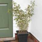 Thompson & Morgan Fargesia rufa 14cm Potted Plant x 2