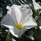 Thompson & Morgan Convolvulus cneorum 9cm Potted Plant x 3