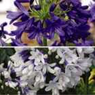 Thompson & Morgan Agapanthus Duo 9cm Potted Plant x 4