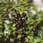 Thompson & Morgan Ilex (Holly) crenata Convexa 9cm Potted Plant x 2