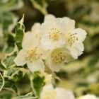 Thompson & Morgan Philadelphus Coronarius Variegatus 3.6 Litre Potted Plant x 1