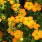 Thompson & Morgan Potted Plantentilla fruticosa Bella Sol 9cm Potted Plant x 1