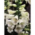 Thompson & Morgan Foxglove (Digitalis) Purpurea Camelot Cream 1 Litre Potted Plant x 1