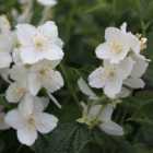 Thompson & Morgan Philadelphus coronarius 9cm Potted Plant x 2