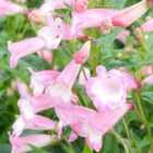 Thompson & Morgan Penstemon Osprey 1 Litre Potted Plant x 1