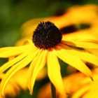 Thompson & Morgan Rudbeckia Fulgida Goldsturm 1 Litre Potted Plant x 4