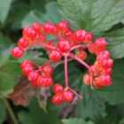 Thompson & Morgan Viburnum opulus Compactum 9cm Potted Plant x 1