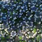 Thompson & Morgan Hydrangea serrata Magic Pillow 3 Litre Potted Plant x 1