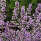 Thompson & Morgan Nepeta Six Hills Giant 3 Litre Potted Plant x 1