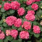 Thompson & Morgan Hydrangea Merveille Leuchtfeuer 3.6 Litre Potted Plant x 2