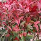 Thompson & Morgan Photinia Red Robin 2 Litre Potted Plant x 2