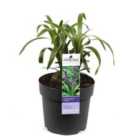 Thompson & Morgan Liriope muscari Variegata 14cm Potted Plant x 1