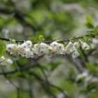 Thompson & Morgan Halesia Carolina 3.6 Litre Potted Plant x 2