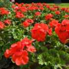 Thompson & Morgan Geranium Best Red -6 Plug Plants - Summer Colour, Ideal For Patio Containers