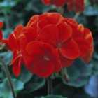Thompson & Morgan Geranium Best Red -24 Plug Plants - Summer Colour, Ideal For Patio Containers