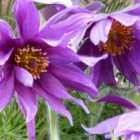 Thompson & Morgan Anemone Pulsatilla 1 Litre Potted Plant X 1