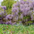 Thompson & Morgan Wisteria flori Lavender Lace?3 Litre Potted Plant x 1