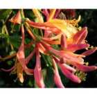 Thompson & Morgan Lonicera x heckrottii Gold Flame 9cm Potted Plant x 1