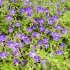 Thompson & Morgan Geranium Brookside 1 Litre Potted Plant x 1