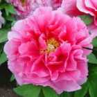 Thompson & Morgan Paeonia (Tree peony) Pink 12cm Potted Plant x 1