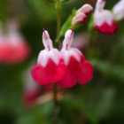 Thompson & Morgan Salvia Hot Lips 9cm Potted Plant x 3