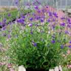 Thompson & Morgan Salvia Greggii Blue Note 1 Litre Potted Plant x 1