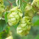 Thompson & MorganHumulus Lupulus (hop) 9Cm Potted Plant X 2