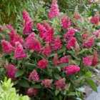 Thompson & Morgan Buddleja Butterfly Candy Little Ruby 3 Litre Potted Plant x 1
