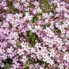 Thompson & Morgan Gypsophila Repens Rosea 1 Litre Potted Plant x 1